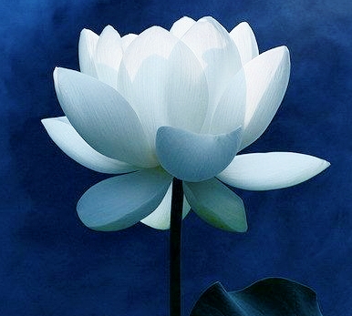 ���Ź����217��(�й���)����