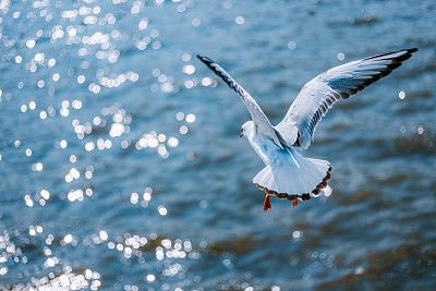 ���Ź����217��(�й���)����