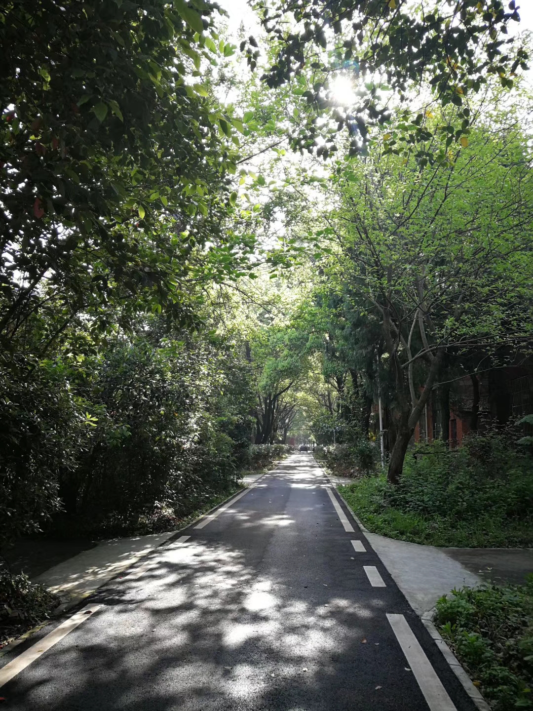 ���Ź����217��(�й���)����